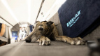 Авиакомпания для собак появится в США